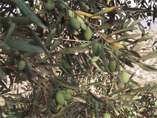 photo of olive branch